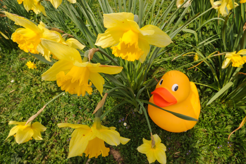 Get on nature’s trail with duck-themed events this Easter 